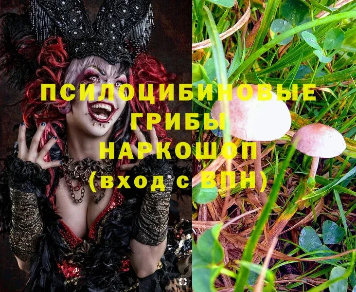 Псилоцибиновые грибы MAGIC MUSHROOMS  ОМГ ОМГ зеркало  Хабаровск 